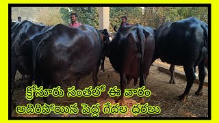 క్రోసూరు సంతలో ఈ వారం (12/02/2026) వచ్చిన ముర్రా, గ్రేటెడ్ ముర్రా గేదలు  మరియు పెద్ద గేదలు వాటి ధరలు