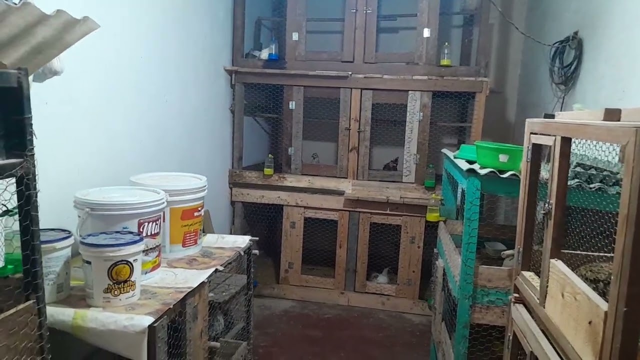 Mostrando todas as aves EP 07