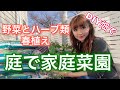 庭で家庭菜園【春に植える】野菜＆ハーブ類【共生・組み合わせ方法】