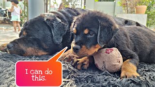 funny dog compilation 2022 | Rottweiler puppy | funny dog videos