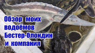 видео: Обзор моих прудов Бестер - блондин и компания картинка: Обзор моих прудов Бестер - блондин и компания