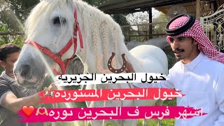 # فلوق (75) خيل البحرين الجزيريه والبولنديه والاسبانيه الجزء الاول🇧🇭