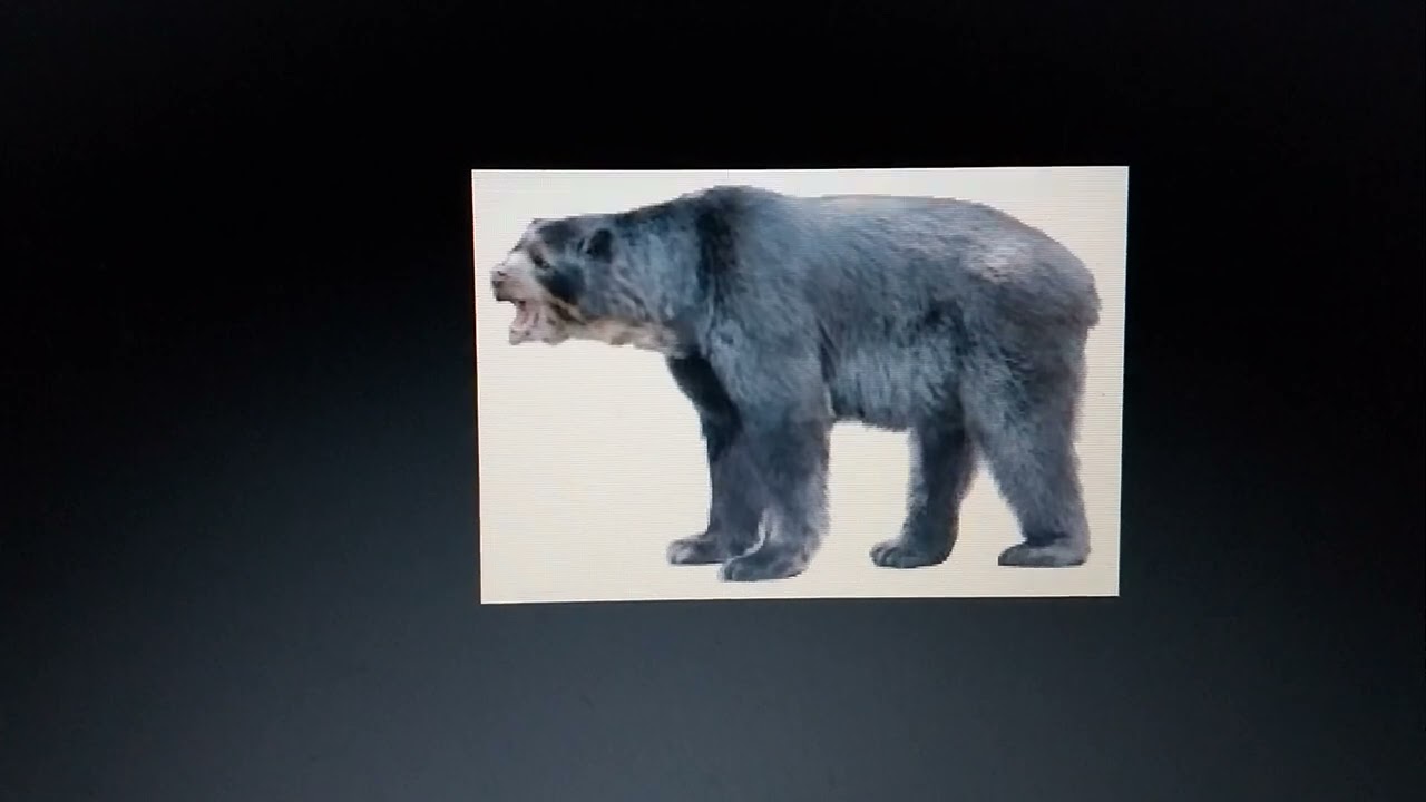 Cenozoic profile Florida spectacled bear