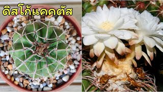 สกุลดิสโก้แคคตัส วิธีเลี้ยงดูแล [ฉบับผู้เริ่มต้น] l Discocactus มีดีที่ดอกสวยดอกมีกลิ่นหอมติดเซฟได้