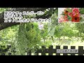 夏のナチュラルガーデン　庭の手入れ　カットした花をドライにする