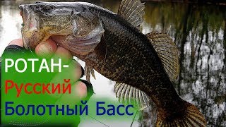 ротан-русский болотный басс