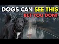 20 things your dog can see  feel but you cant  the sixth sense of animals