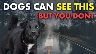 20 Things Your Dog Can See \& Feel But YOU CAN'T | The Sixth Sense of Animals