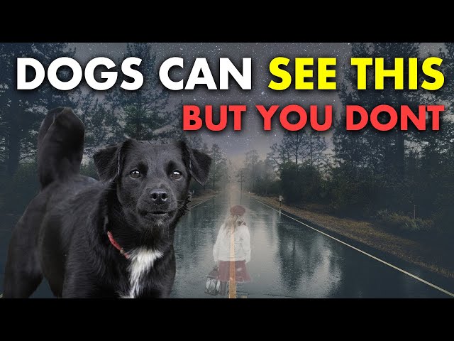 20 Things Your Dog Can See & Feel But YOU CAN'T | The Sixth Sense of Animals class=