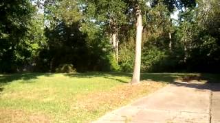 Mystery Animal Hanging Around Timbergrove 77008 - Supposedly A Coyote