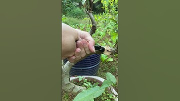 Cạp cắt tỉa cây cảnh bonsai #shorts