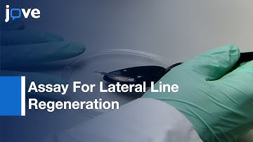Assay For Lateral Line Regeneration In Adult Zebrafish l Protocol Preview
