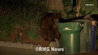 Another bear spotted sniffing trash cans in Arcadia overnight.