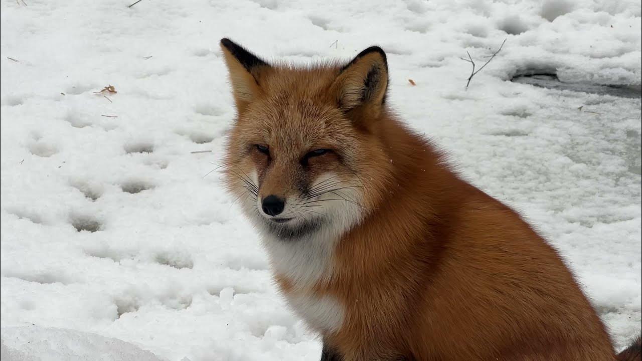 Лисье время. Лиса алиса. лиса и время. лисятник. о лисе all alice the fox.