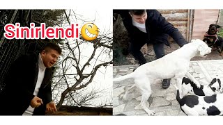 Tayfun'a Kışkırtma Yaptık Çok Kızdı / Dogo Argentino Köpeğimiz Bulundu