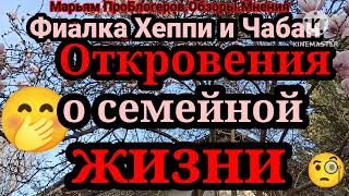 Фиалка Хеппи.Как и сколько.Фиалка в сомнениях и впервые рвется домой из обьятий май лав