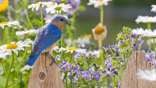 Let Zion in her beauty rise (Instrumental) - Traditional Peaceful Hymn - Arranged by Tim Janis