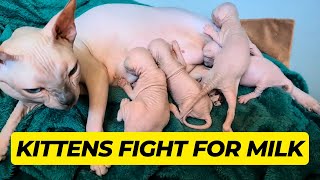 Sphynx Kittens at War: The Epic Battle for the Last Drop of Milk! 😼🥛 by Royal Animals 👑 1,828 views 6 months ago 3 minutes, 40 seconds