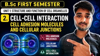 B.Sc First Semester Biology | Cell-Cell Interaction, Cell Adhesion Molecules & Cellular Junctions