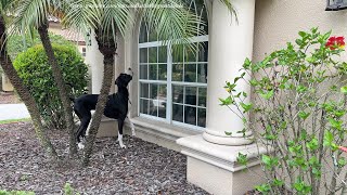 Funny Great Dane Needs To Work On Squirrel Patrolling Skills