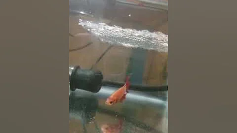 Aos Si and Shelly Vail Tail spawn.