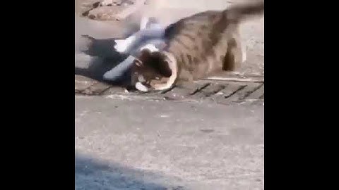 Кот охотник в деле..