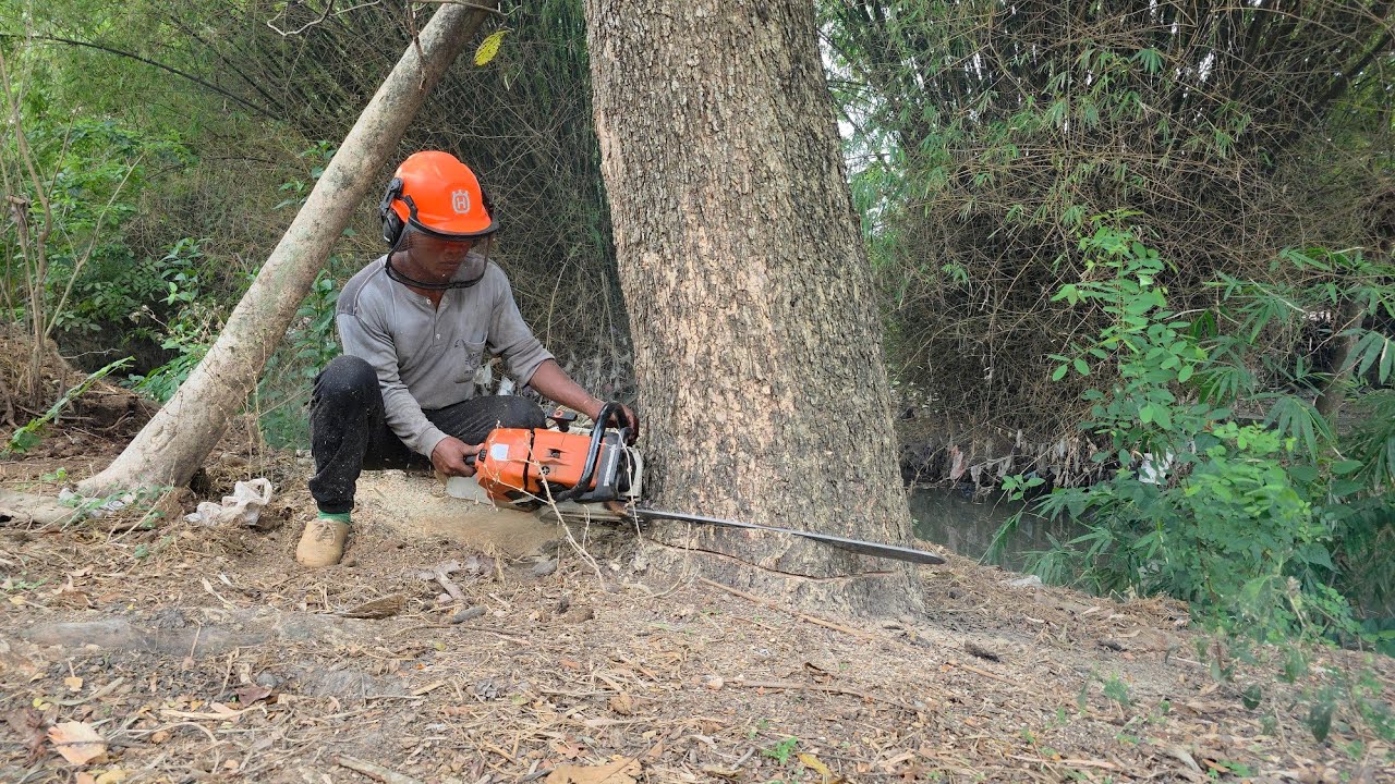 Very Fast! Tebang 2 pohon trembesi di pinggir kali.
