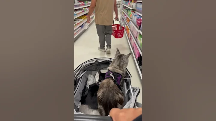 Watch the video about When I&rsquo;m At Target 🎯 #mainecoonkitten #mainecooncat #mainecoon #mainecoonsoftiktok #happy #cat