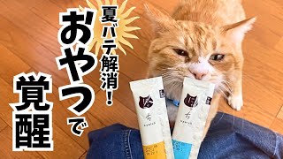 ねこまみれ A dangerous snack that awakens lazy cats who are tired from
