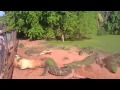 Crocodile bites foot off another crocodile