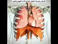 انقباض وانبساط الحجاب الحاجز أثناء الشهيق والزفير
