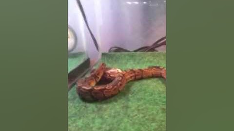 Baby ball python eating hopper mouse