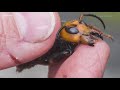 Asian giant hornet trapped in Washington state for first time