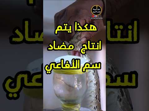 هكذا يتم صنع مضاد سم الافاعي