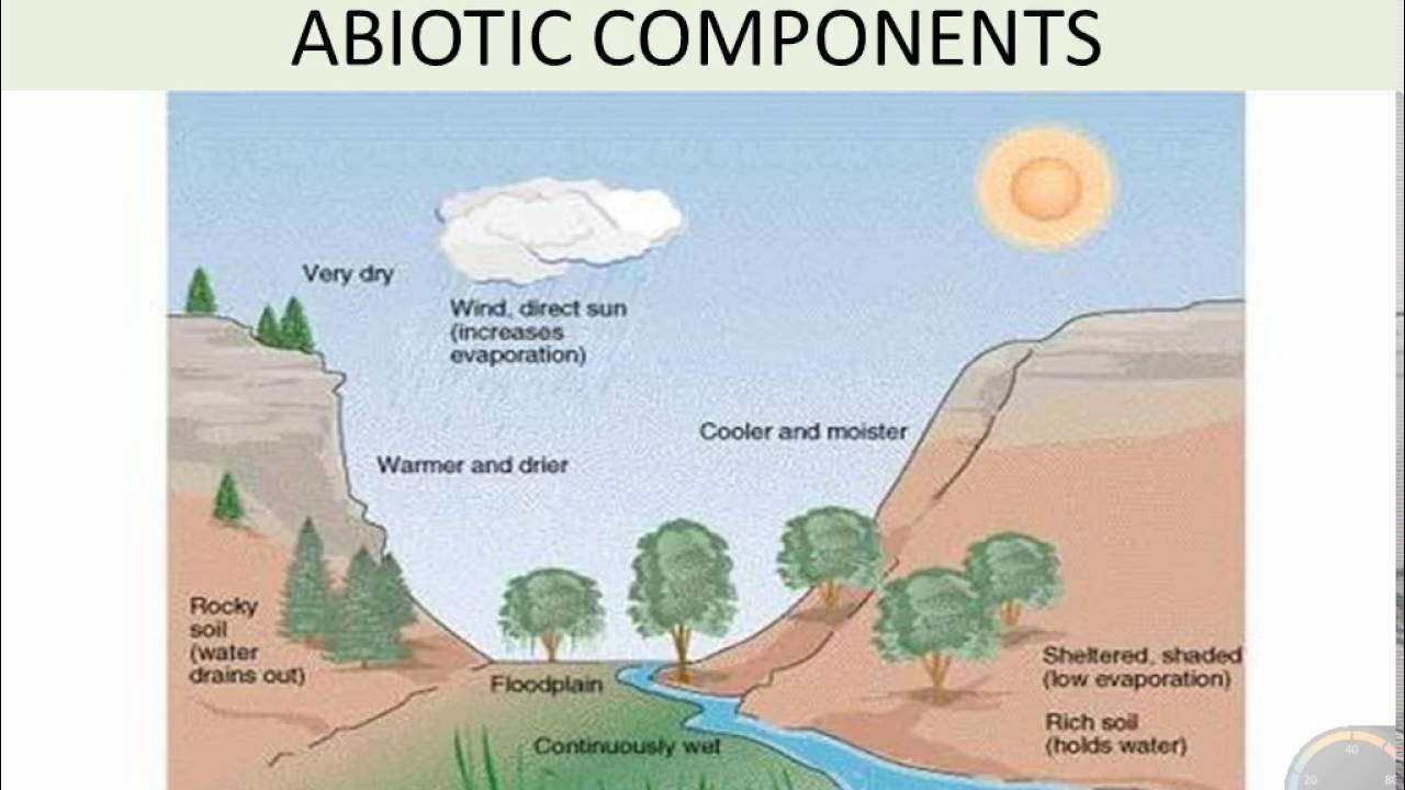 Abiotic wiki. Abiotic factor. leyak abiotic. abiotik faktorler. abiotic factor системные требования.