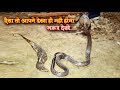 अब ये क्या हो गया। Oh my god Indian cobra (venomous) snake rescue by MURLIWALE HAUSLA