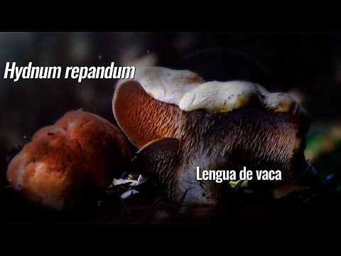 recetas para cocinar setas lengua de vaca