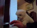 maltese puppy Barry attacks my hand, eats something off the carpet