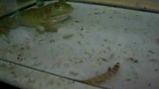 American bullfrog eats superworm