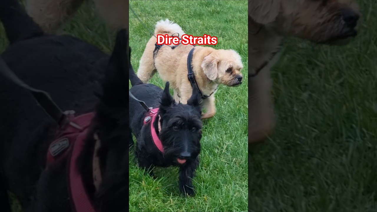 Up Close With The Terriers 🤗