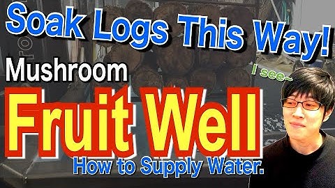 5 Easy Steps to Grow Shiitake Mushrooms ③ “Soaking Logs" 【Japanese Log-grown Shiitake】