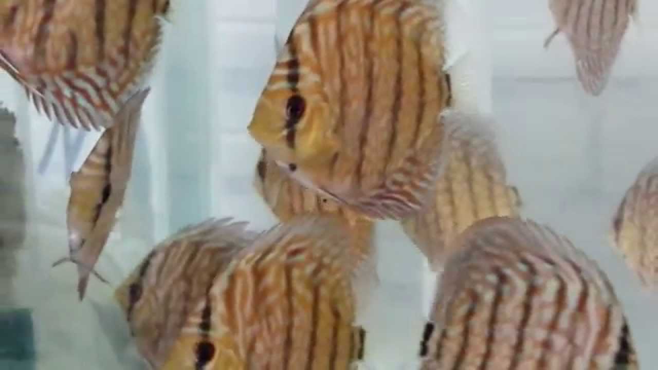 Discos Turquesa Tiger Criadero Acuapety.Pety Acuariofilia - acuapety.com