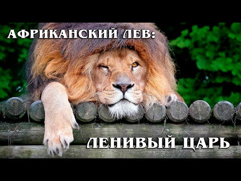 African lion: The laziest predator among cats | Interesting facts about lions