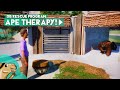 Ape Therapy - Orangutan Program - Dolphin Bay Planet Zoo