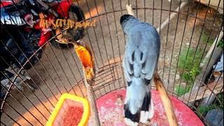 KUTILANG SUTERA KLAWU NYANYI NGERAPP GACOR   