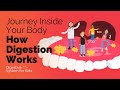 Inside Your Body: How Digestion Works 🧬