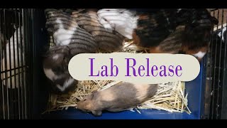 Rescue lab piggies and grasstime and how we help them transition by Cavy Central Guinea Pig Rescue with Lyn 1,181 views 1 year ago 7 minutes, 51 seconds