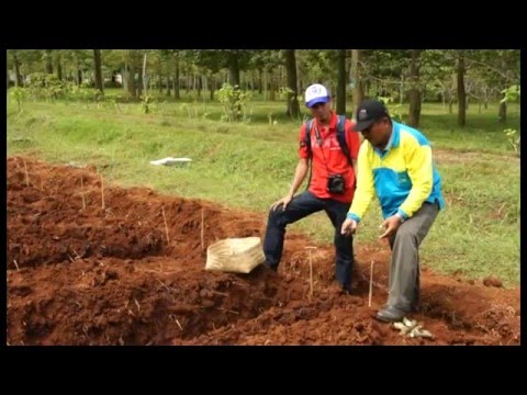 Video: Dapatkah Anda Menanam Tebu Dalam Pot – Cara Menanam Tanaman Tebu Dalam Pot