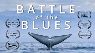 BATTLE of the BLUES | Ocean Wildlife Documentary