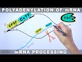 Polyadenylation of mRNA